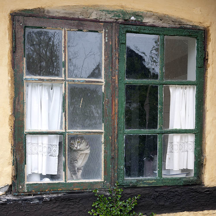 Photo 08304: Decayed, green window with cat
