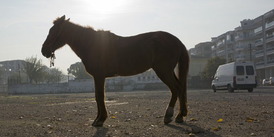 Horse in Izmir