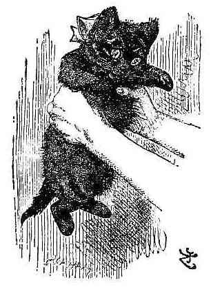 kitten