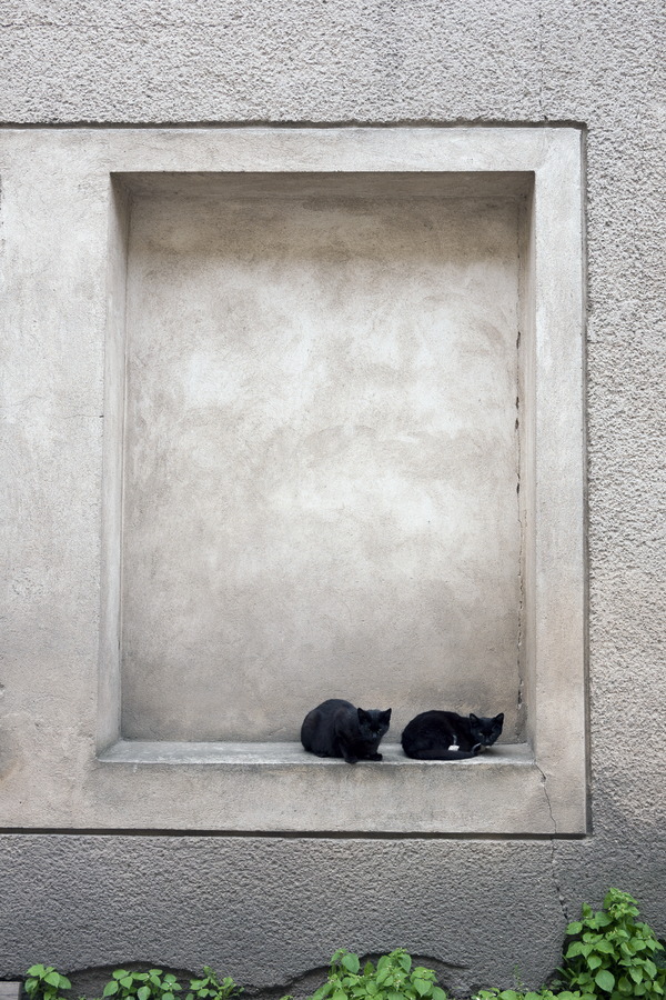 Photo 13313: Grey, plastered wall with indentation and two cats