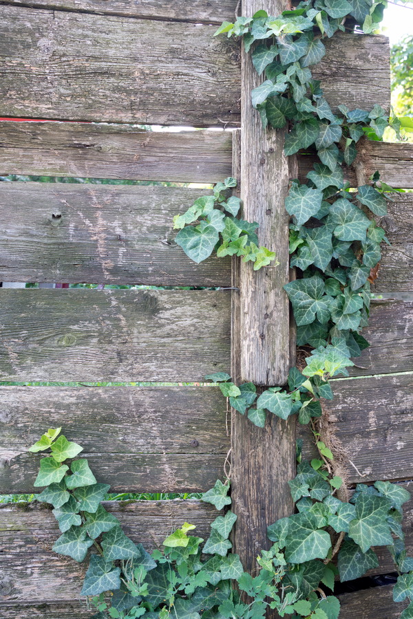 Photo 25941: Worn, grey garden fence of boards with green with ivy