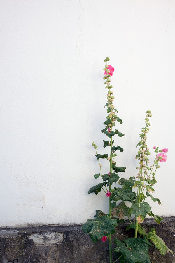 Photo 25953: White, plastered wall with peonies