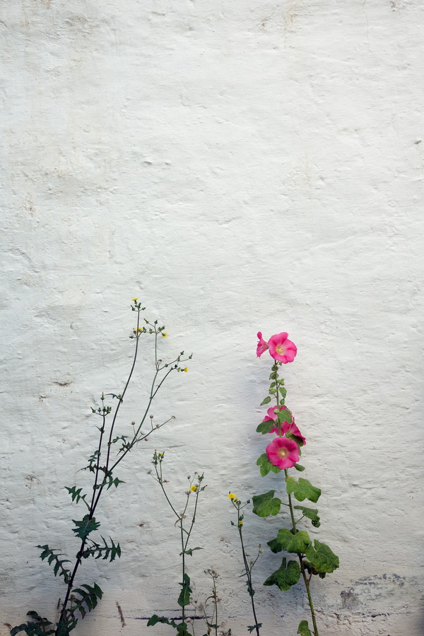 Photo 25954: White, plastered wall with peony