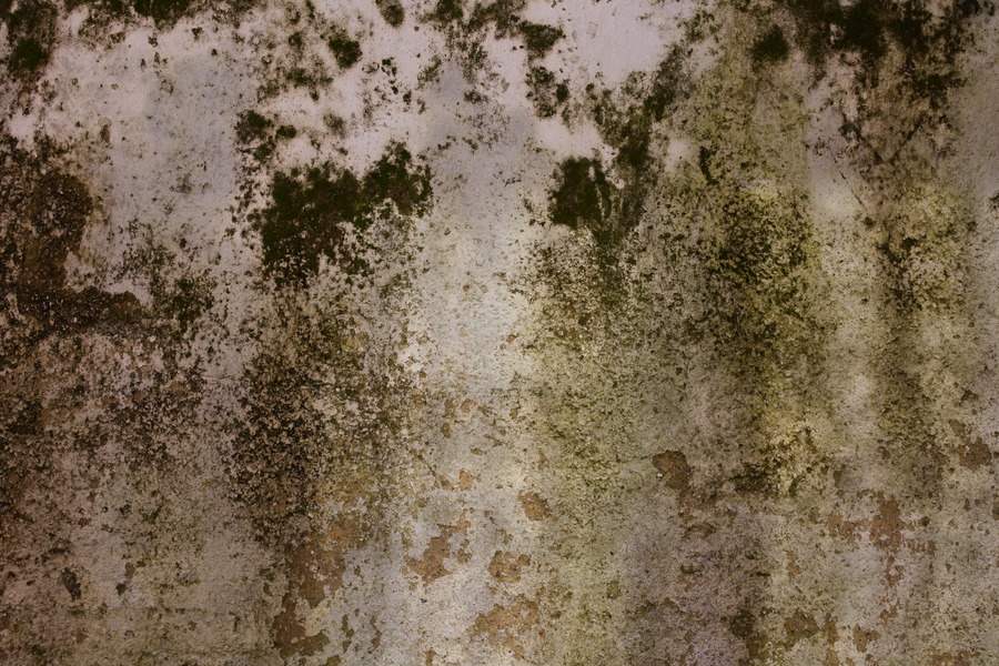 Photo 27422: White, plastered wall with dark green moss