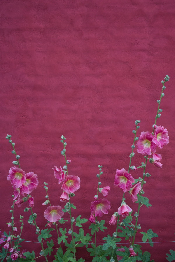 Photo 27490: Red plastered wall with peonies