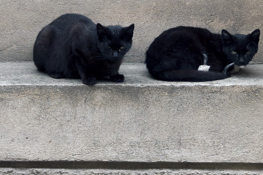 Photo 13313: Grey, plastered wall with indentation and two cats