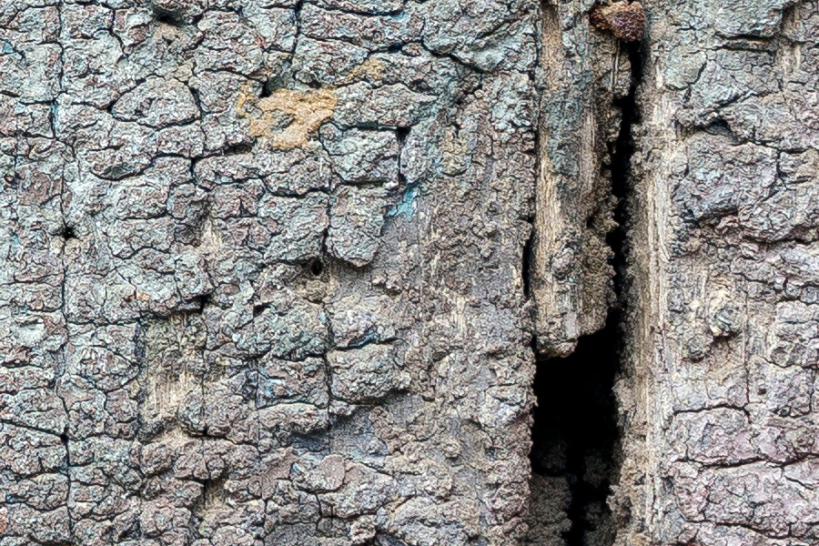 Photo 24476: Decayed wall of planks with light green and pink colours