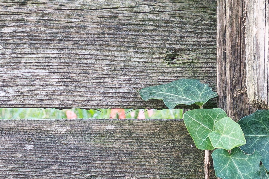 Photo 25941: Worn, grey garden fence of boards with green with ivy