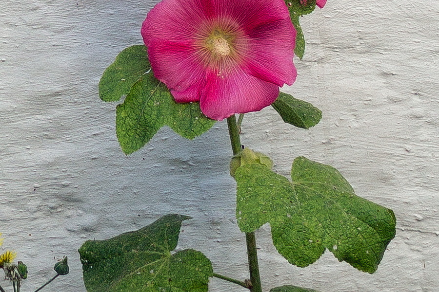 Photo 25954: White, plastered wall with peony