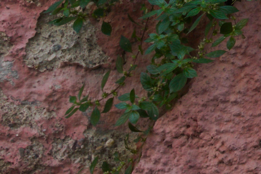 Photo 27421: Decayed, pink, plastered wall