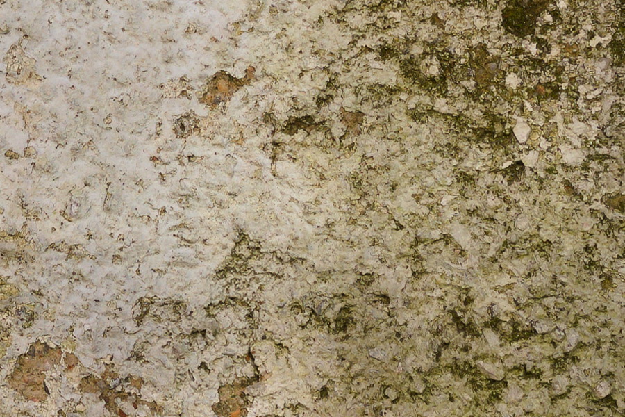 Photo 27422: White, plastered wall with dark green moss