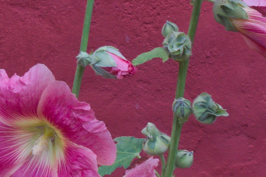 Photo 27490: Red plastered wall with peonies